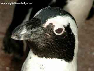 Tiere: Pinguin
